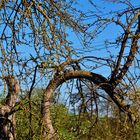 Bizarres Geäst vor blauem Himmel