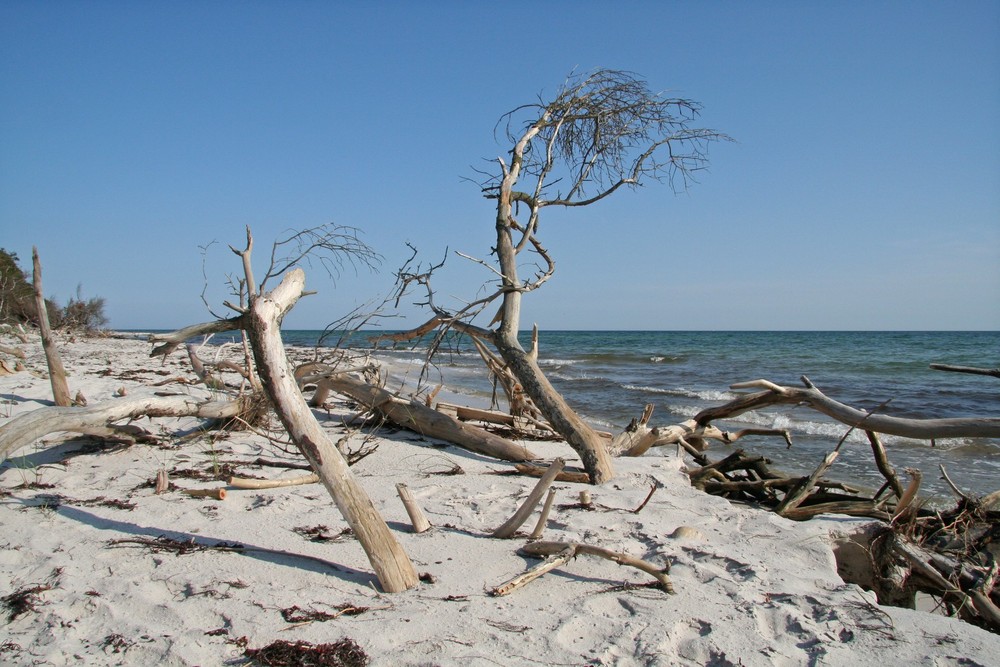 Bizarres Holz am Strand von Dueodde