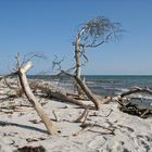 Bizarres Holz am Strand von Dueodde