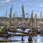 bizarres Vogelparadies bei Usedom