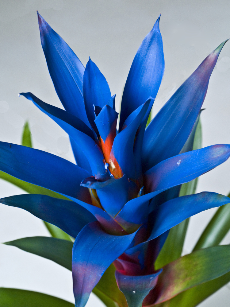 Bizarre,….vous avez dit bizarre….. ??? -- Guzmania -- Seltsam….haben Sie seltsam gesagt… ???