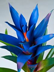 Bizarre,….vous avez dit bizarre….. ??? -- Guzmania -- Seltsam….haben Sie seltsam gesagt… ???