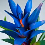 Bizarre,….vous avez dit bizarre….. ??? -- Guzmania -- Seltsam….haben Sie seltsam gesagt… ???