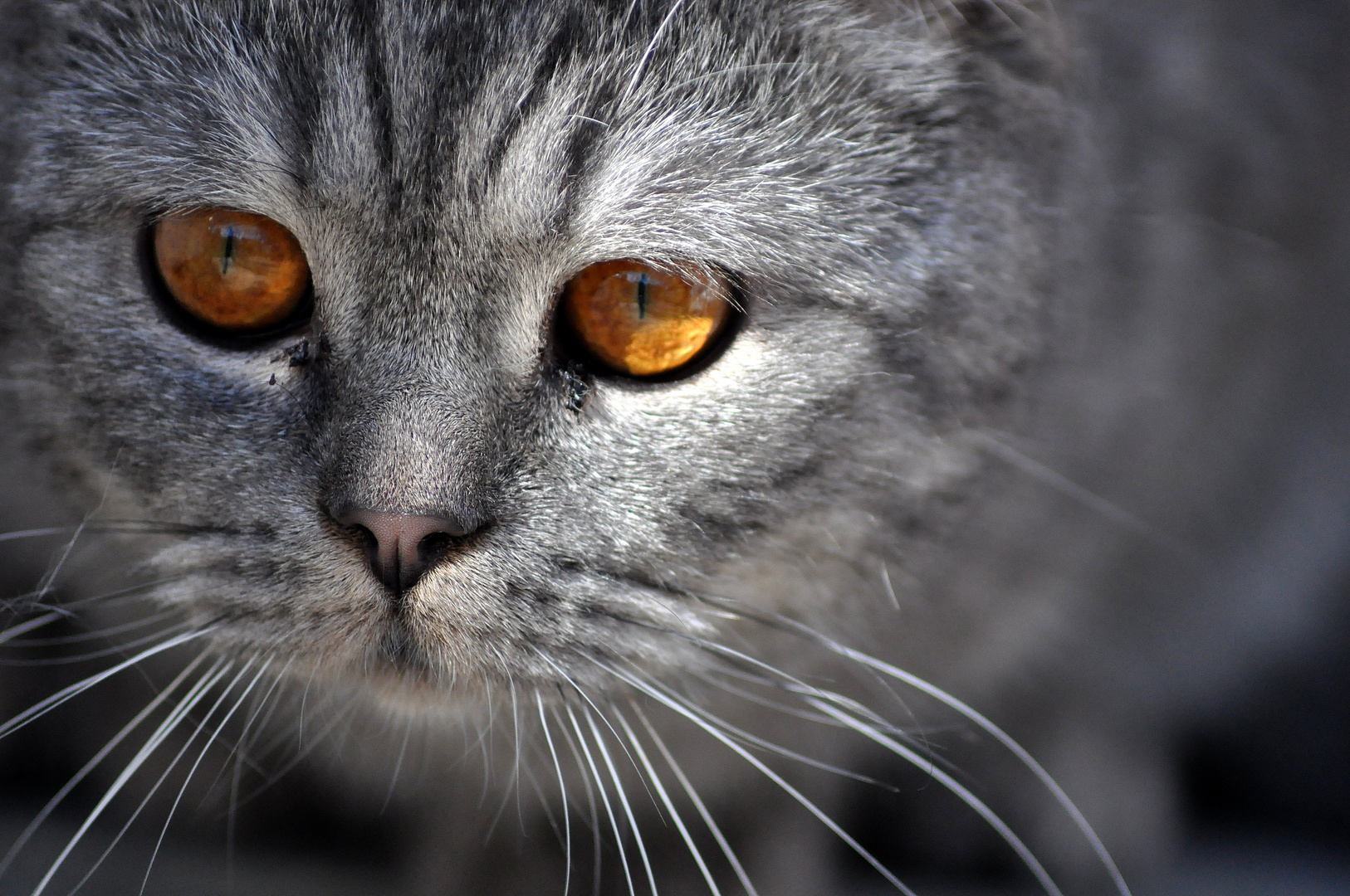 BK Kater mit strahlenden Augen