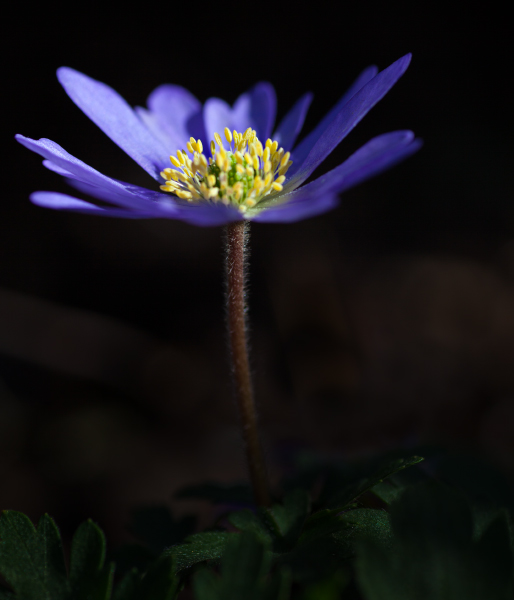 BKS - Blaue Anemone