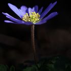 BKS - Blaue Anemone