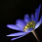 BKS - Blaue Anemone im Licht