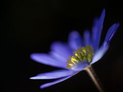 BKS - Blaue Anemone im Licht