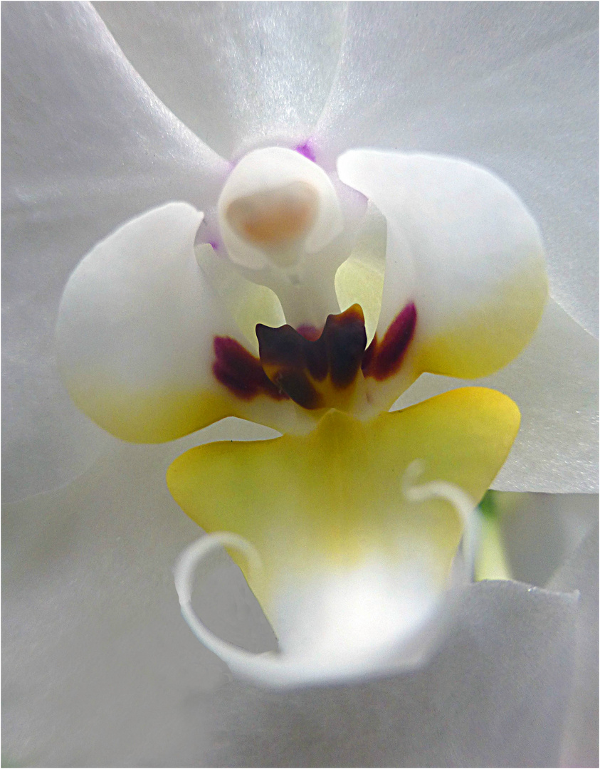 Bkumenmelancholie (Orchidee)