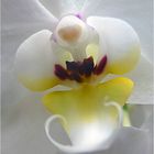 Bkumenmelancholie (Orchidee)