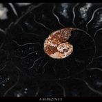 Black Ammonit