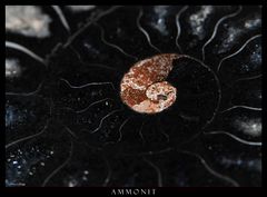 Black Ammonit