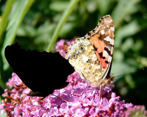 black and beautifull