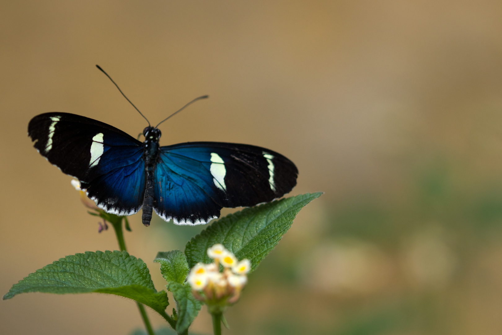 Black and blue