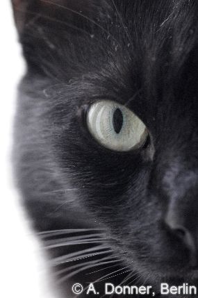 black and focussed 2