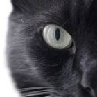 black and focussed 2