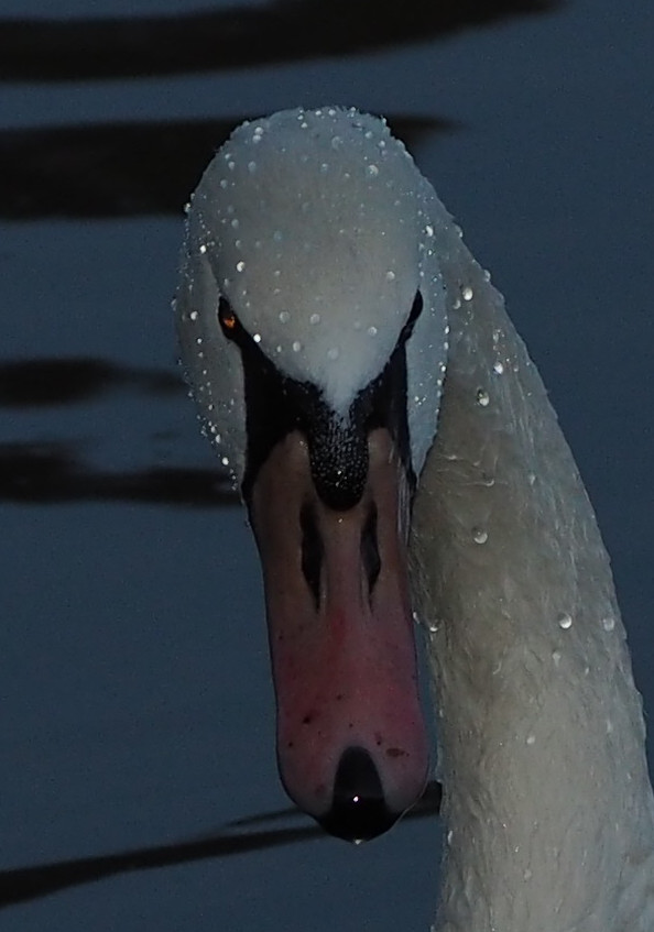 "Black" and furious swan...