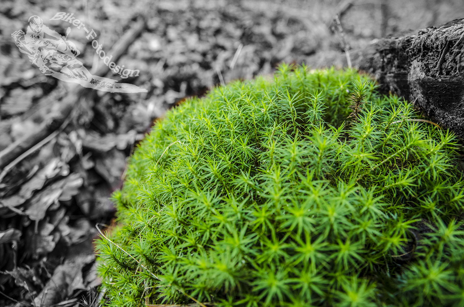 Black and Green