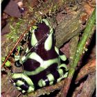 Black and Green Dart Frog