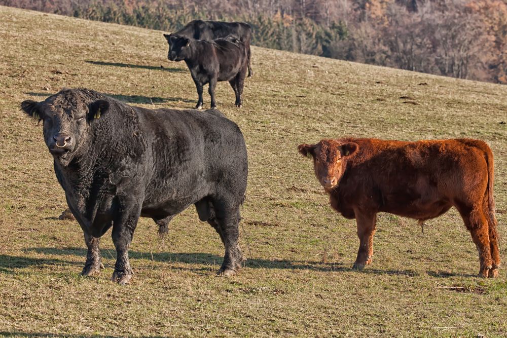 Black and Red Angus...