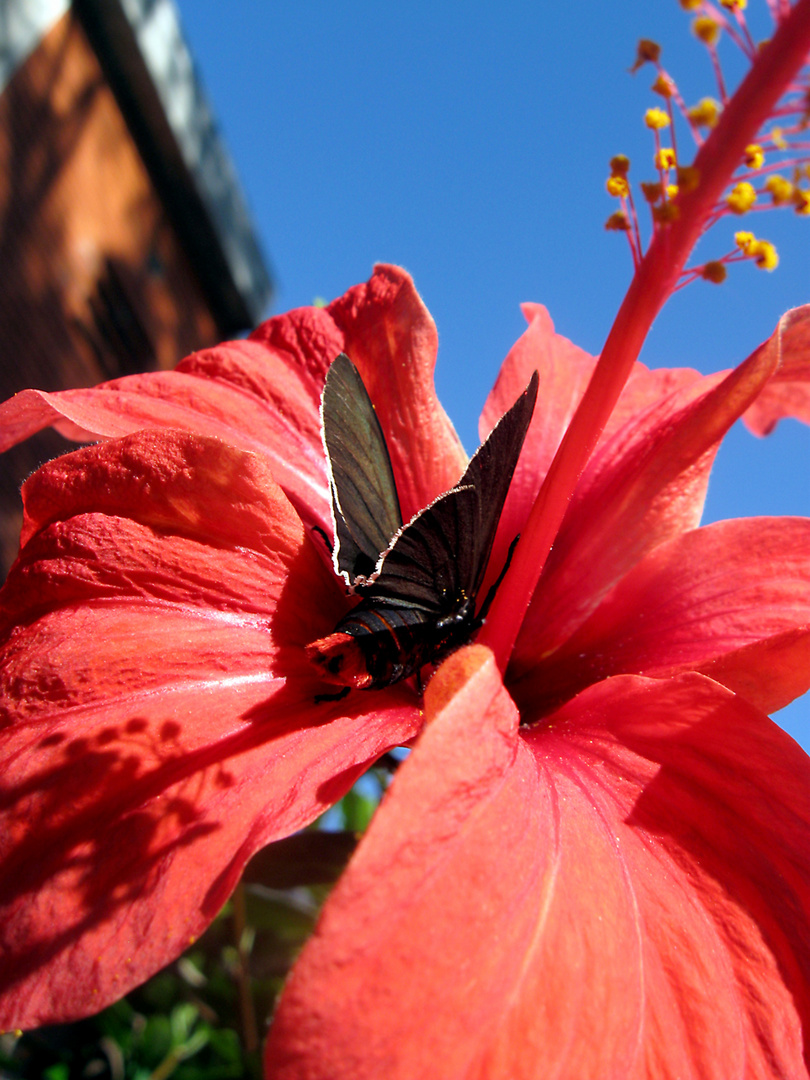 Black and Red Butterfly