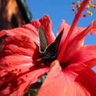 Black and Red Butterfly