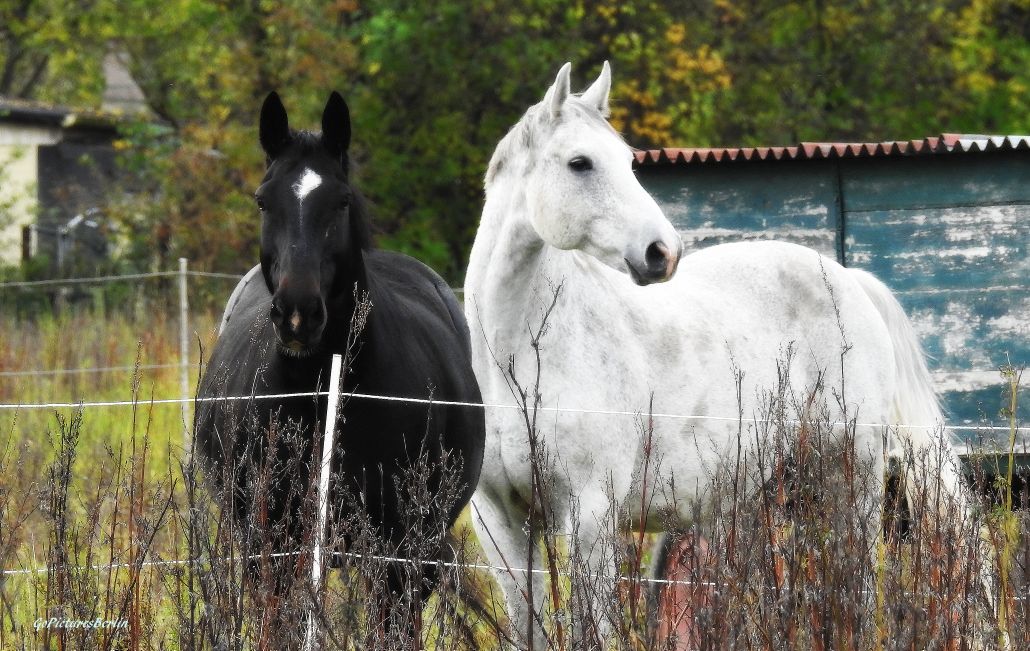 Black and White 