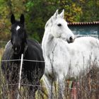 Black and White 