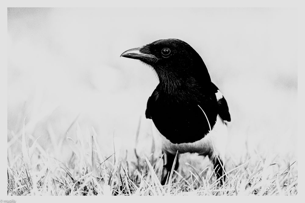 black and white --- Foto & Bild | tiere, wildlife, wild lebende vögel