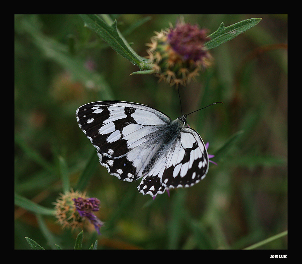 black and white