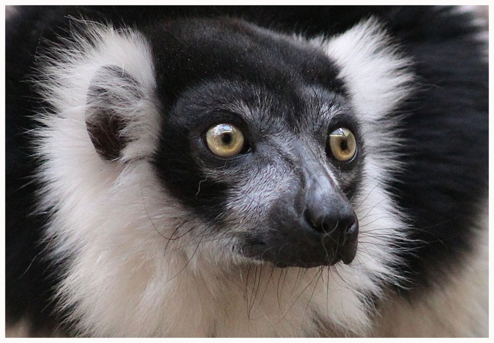 Black and White Foto & Bild | tiere, zoo, wildpark & falknerei