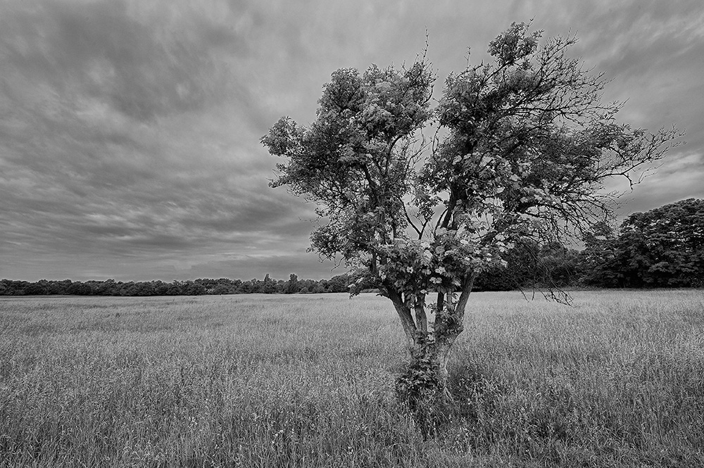 Black and White Foto & Bild | landschaft, Äcker, felder & wiesen, natur