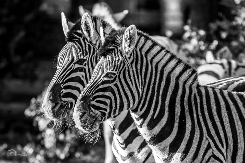 Black and white Foto & Bild | tiere, zoo, wildpark & falknerei