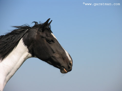 black and white beauty