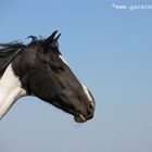 black and white beauty