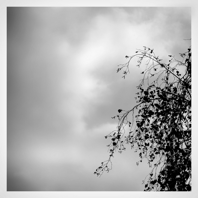 black and white birch2