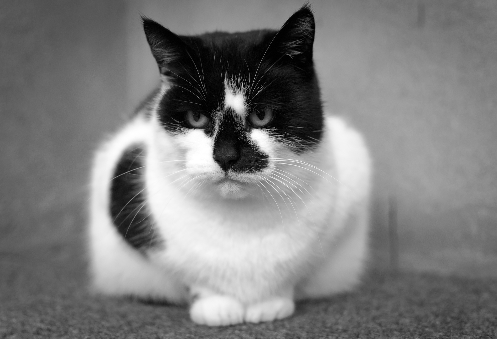 black and white cat