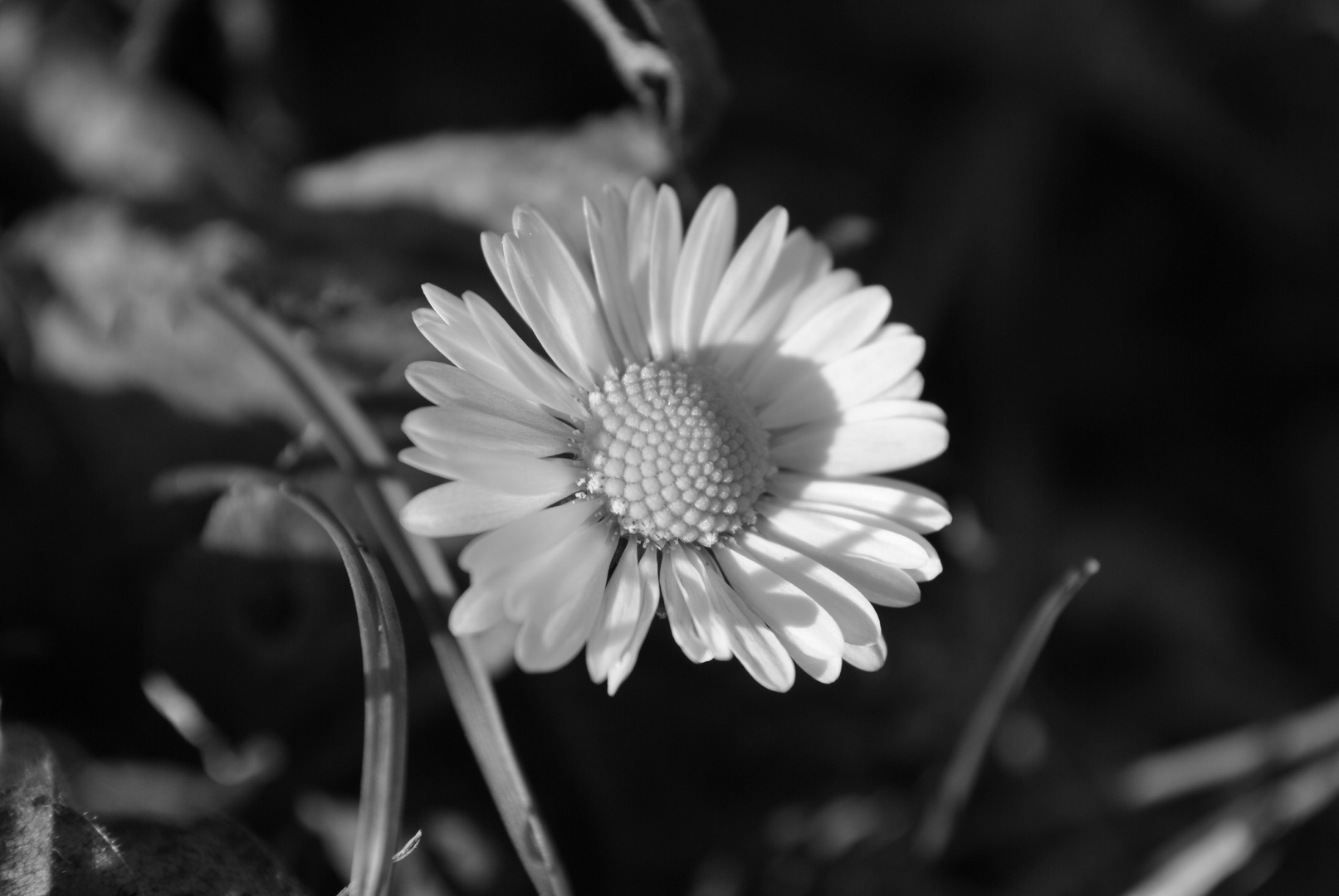 Black and White Daisy