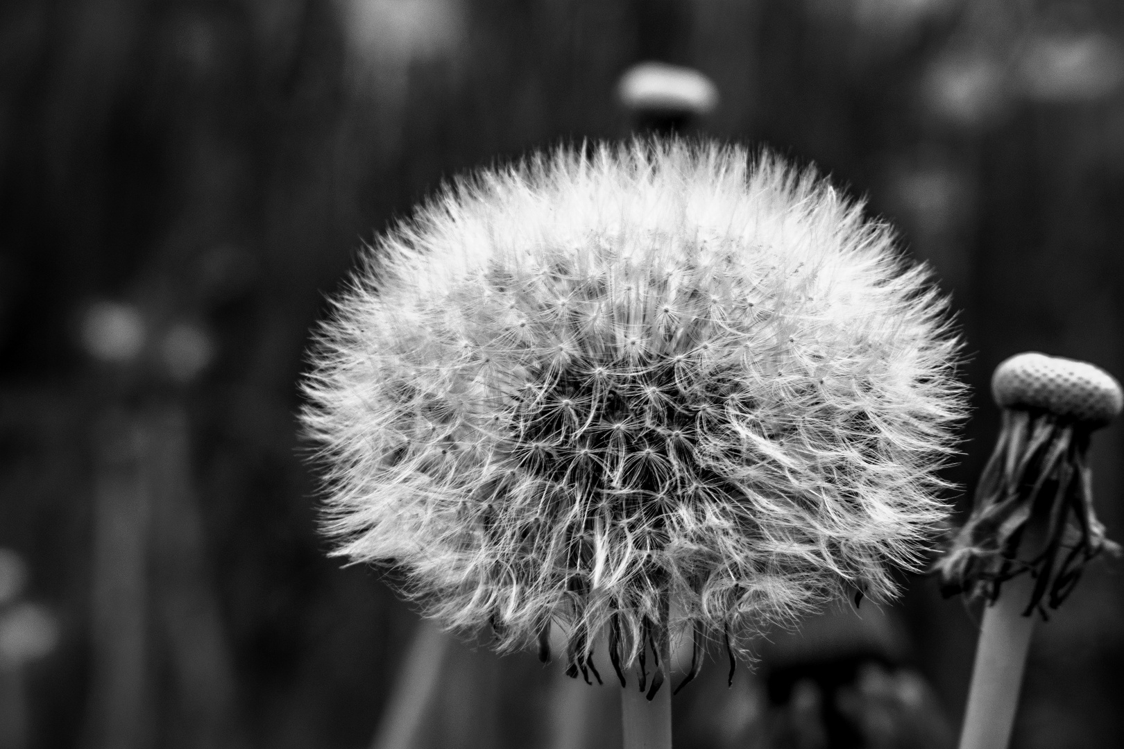 BLACK AND WHITE : DANDELION