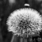 BLACK AND WHITE : DANDELION