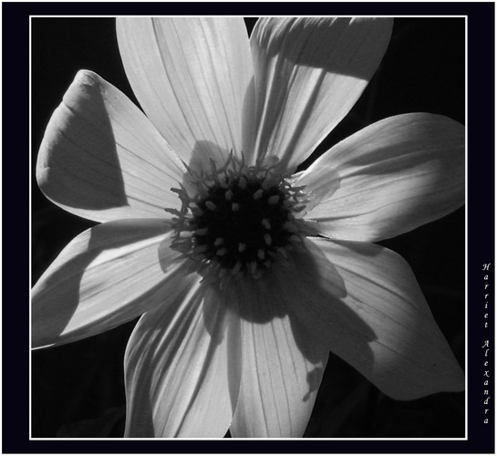 Black and White Flower