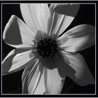 Black and White Flower