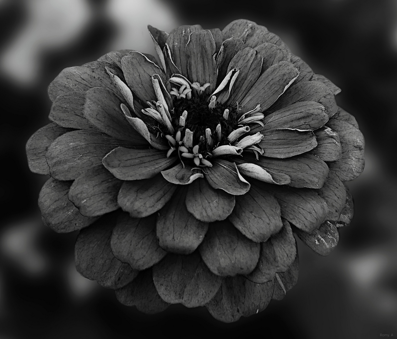 Black and white flower