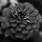 Black and white flower