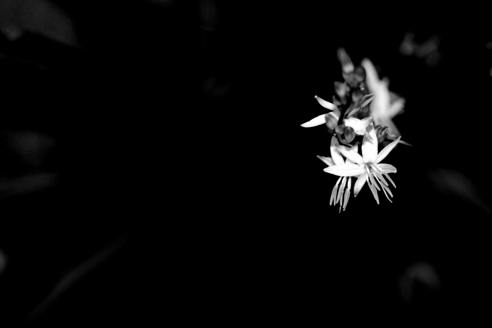 Black and white flower