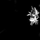 Black and white flower