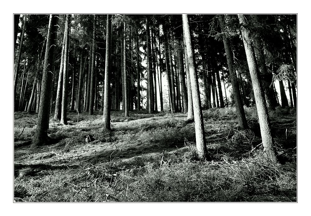 Black and white forest