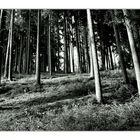 Black and white forest