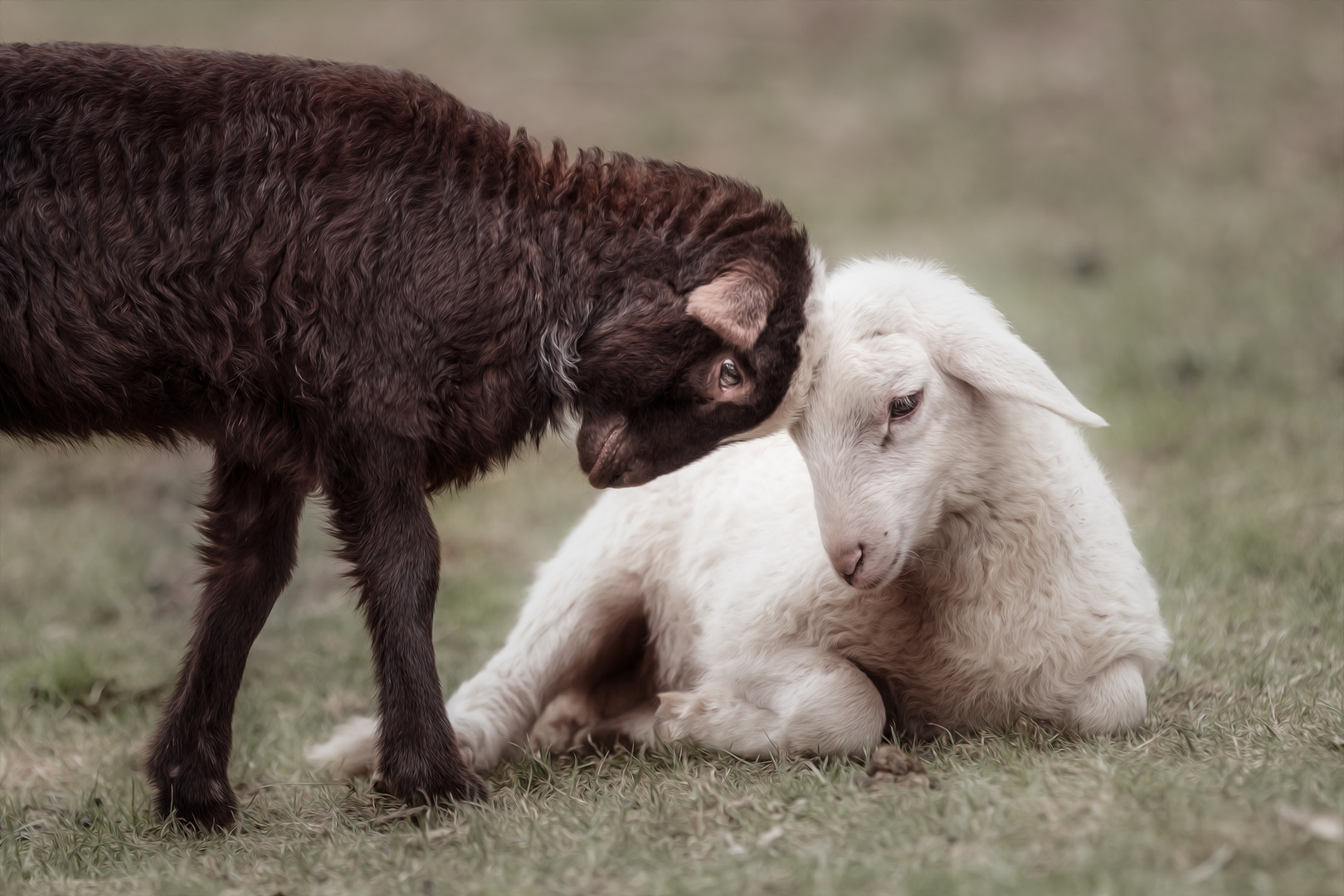 black and white friends