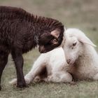 black and white friends